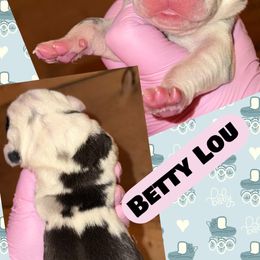 Betty Lou - Harlequin female Great Dane puppy in Bolivar, New York from Prophecy Danes