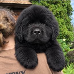 Orange Collar - Black male Newfoundland puppy in New York from Johnson Farms
