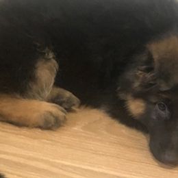 German Shepherds from Dimitrova Shepherds