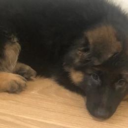 German Shepherds from Dimitrova Shepherds
