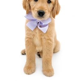Ivy - Light golden female Golden Retriever puppy in Chicago, Illinois from Urbane Retrievers