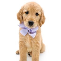 Ivy - Light golden female Golden Retriever puppy in Chicago, Illinois from Urbane Retrievers