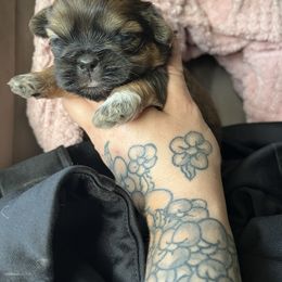 Graham - Brown male Shihpoo puppy in Brevard County, Florida from Enchanting Puppies