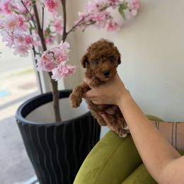Beni - Red  male Poodle puppy in Florida from Sakura Poodles