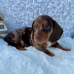 Luke - Dapple male Dachshund puppy in Colbert, Oklahoma from Brooke Crenshaw