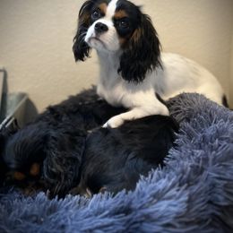 Lacy - Cavalier King Charles Spaniel
