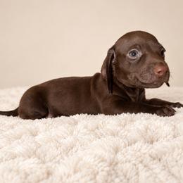 Winston - Chocolate male Dachshund puppy in Augusta, Georgia from Cherokee Hill Dachshunds