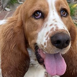 Basset Hounds from Birdsong's Bassets