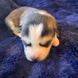 Hart - Black and white male Pomsky puppy in Bucyrus, Missouri from Hill Top Pomskies