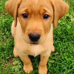 Labrador Retrievers from Stetson Farm and Kennel