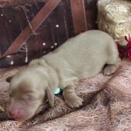 Carter - Cream male Dachshund puppy in Pace, Florida from Shoebox Doxie’s