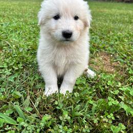 Tonka - White male Maremma Sheepdog puppy in Kalamazoo, Michigan from Wild at Farm