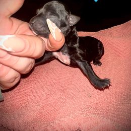 Boy 1 - Black male Morkie puppy in Aliquippa, Pennsylvania from The Morkie Mom