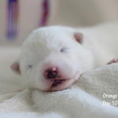 Samoyed Puppies from Desert Rose Samoyeds