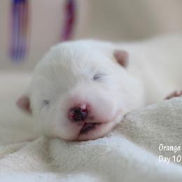 Samoyed Puppies from Desert Rose Samoyeds