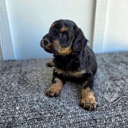 Briar - Black male Goldendoodle puppy in Chattanooga, Tennessee from Hilltop Cuddle Pups