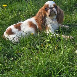 Allie - English Toy Spaniel