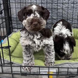 Muddy - Parti male Miniature Schnauzer puppy in Plaucheville, Louisiana from Honey Doux Southern Paws