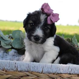 Summer - Sable female Bordoodle puppy in Ashland, Ohio from Cherry Blossom Doodles