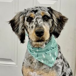 Ember - Bernedoodle