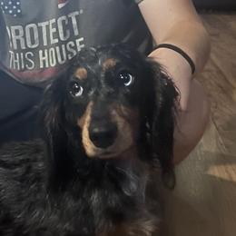Riley - Dachshund