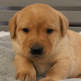 Blizzard - Yellow male Labrador Retriever puppy in Camden, Indiana from Camden's Caring Canines
