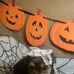 Sweet Pea - Black and tan female Yorkshire Terrier puppy in Paris, Tennessee from Nolan’s Yorkie Farm