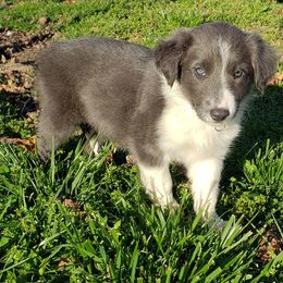 Border Collie Puppies from Supernova Border Collies