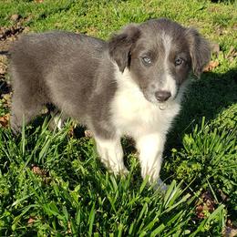 Border Collie Puppies from Supernova Border Collies