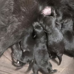 Purple - Black female German Shepherd puppy in Luna, New Mexico from Von De León German Shepherds