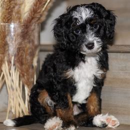 Devens - Tri-color male Bernedoodle puppy in Gilbert, Arizona from Safe Havynn Doodles