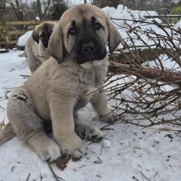 Fredo - Gray fawn male Anatolian Shepherd Dog puppy in Jackson, New Jersey from Homestead Heaney