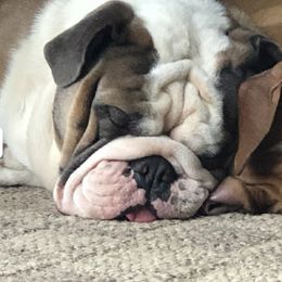 Bulldogs from Jones Boxers & Bulldogs