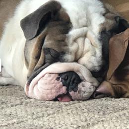 Bulldogs from Jones Boxers & Bulldogs