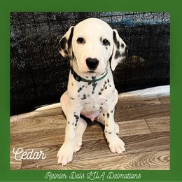 Dalmatian Puppies from Rainier DALS LUA Dalmatians of Washington