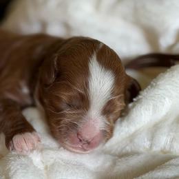Binx (brown collar) - Red male Cavapoo puppy in Mouth Of Wilson, Virginia from HoneyBunn Doodle Co.