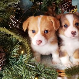 Pembroke Welsh Corgi Puppies from Whimsical Treasure Corgis