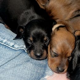 Dachshunds from Carley’s canines