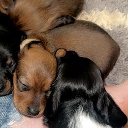 Dachshunds from Carley’s canines