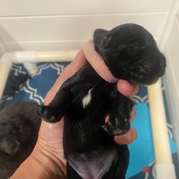 Georgia - Black female Schnoodle puppy in Temple, Texas from Schnauzers Of Taylor