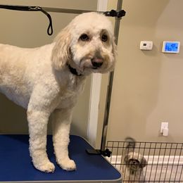 Bella - Goldendoodle