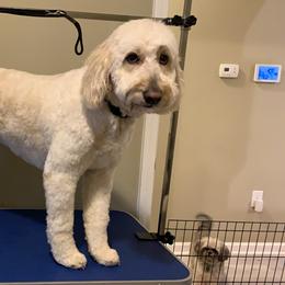 Bella - Goldendoodle