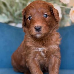 Maybach - Red  female Goldendoodle puppy in Yuciapa, California from AlltheDoodlez_