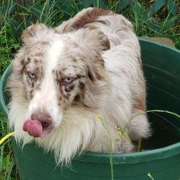 Hardy - Australian Shepherd