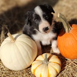 Border Collie Puppies from Bond Border Collies