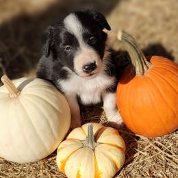 Border Collie Puppies from Bond Border Collies