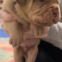 Female 1 - Fawn female Dogue de Bordeaux puppy in Mazomanie, Wisconsin from Blue Horizons Bordeaux