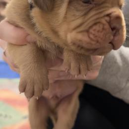 Female 1 - Fawn female Dogue de Bordeaux puppy in Mazomanie, Wisconsin from Blue Horizons Bordeaux