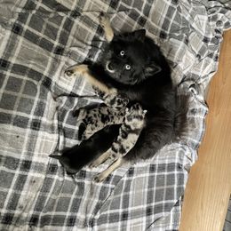 Pomsky puppies from Michelle's Pomskies