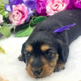 Harbour - Black and tan female Dachshund puppy in Exeter, California from Sawtooth Miniature Dachshunds
